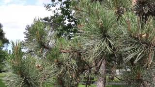 Video Být (sama sebou) - hudba