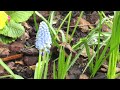 Silent Spring Garden Tour  (Bird Song & Flowers)
