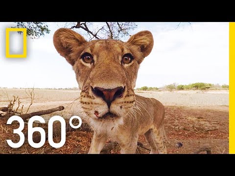 Animal Adventure: Lion Pack in 360°