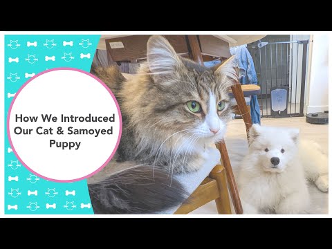 YouTube video about: Are samoyeds good with cats?