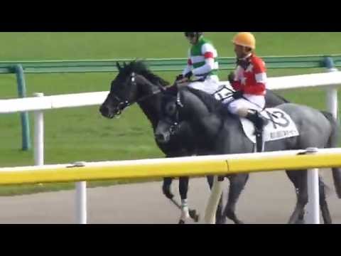 レッドエルディスト　in 東京競馬場　at 2016.05.29. 日本ダービー