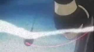 Kurama & Kuronue ~*~ Remembrace of an Old Friend ~*~