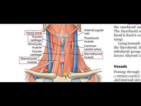 Thyroid gland relations