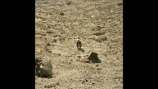 Ben Howard- A Boat To an Island On The Wall