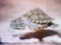 Classic Sesame Street Turtles On Film