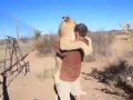 Лев обнимает человека вообще жесть 
