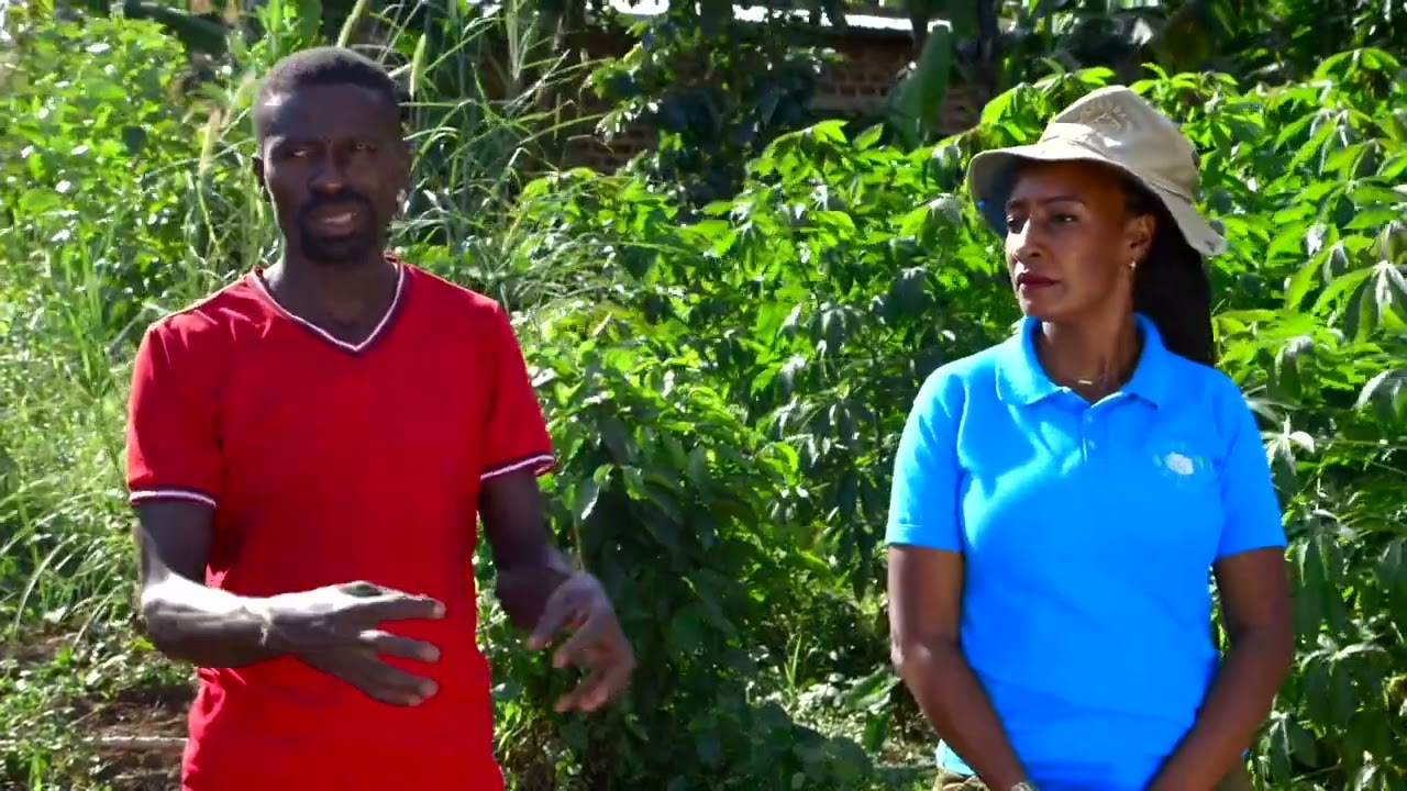 SSU Uganda  Farm 20 - Lavasco - Certified Beans (Eng)