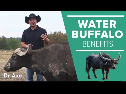 Water Buffalo: The Amazing Animal and Its Milk Cheese Benefits