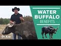 Water Buffalo The Amazing Animal And Its Milk Cheese Benefits