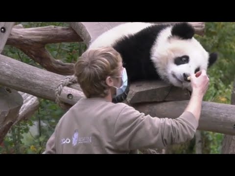 Panda Got Tempted by an Apple and Honey 😂 | Zoo Berlin Pandas | Panda's Videos