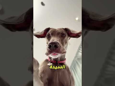 عندما وجد سونو نفسه أمام ثعبان مخيف 😳🐍