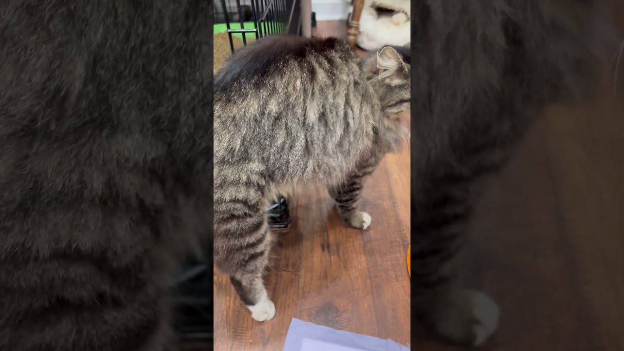 Enlarge Elizabeth, an adopted Domestic Long Hair in Beaufort, SC video 6/6