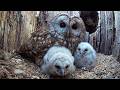 From Fear to Survival: The Owlet’s First Flight Into the Wild