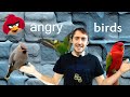 Птицы. Angry birds. Птички 