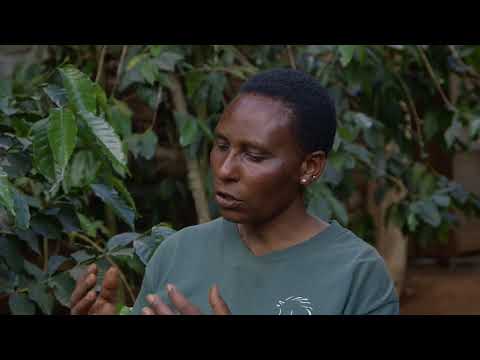 Shamba Shape Up Sn 8 - Ep 4: Coffee, Potatoes, Dairy Hygiene (Swahili)