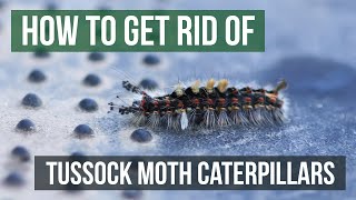 How to Get Rid of Tussock Moth Caterpillars (4 Easy Steps!)