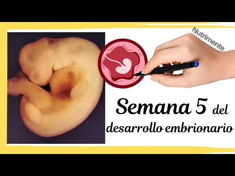 Quinta Semana Del Desarrollo Embrionario Humano o semana 7 desde FUM (Fecha.Última.Menstruación)
