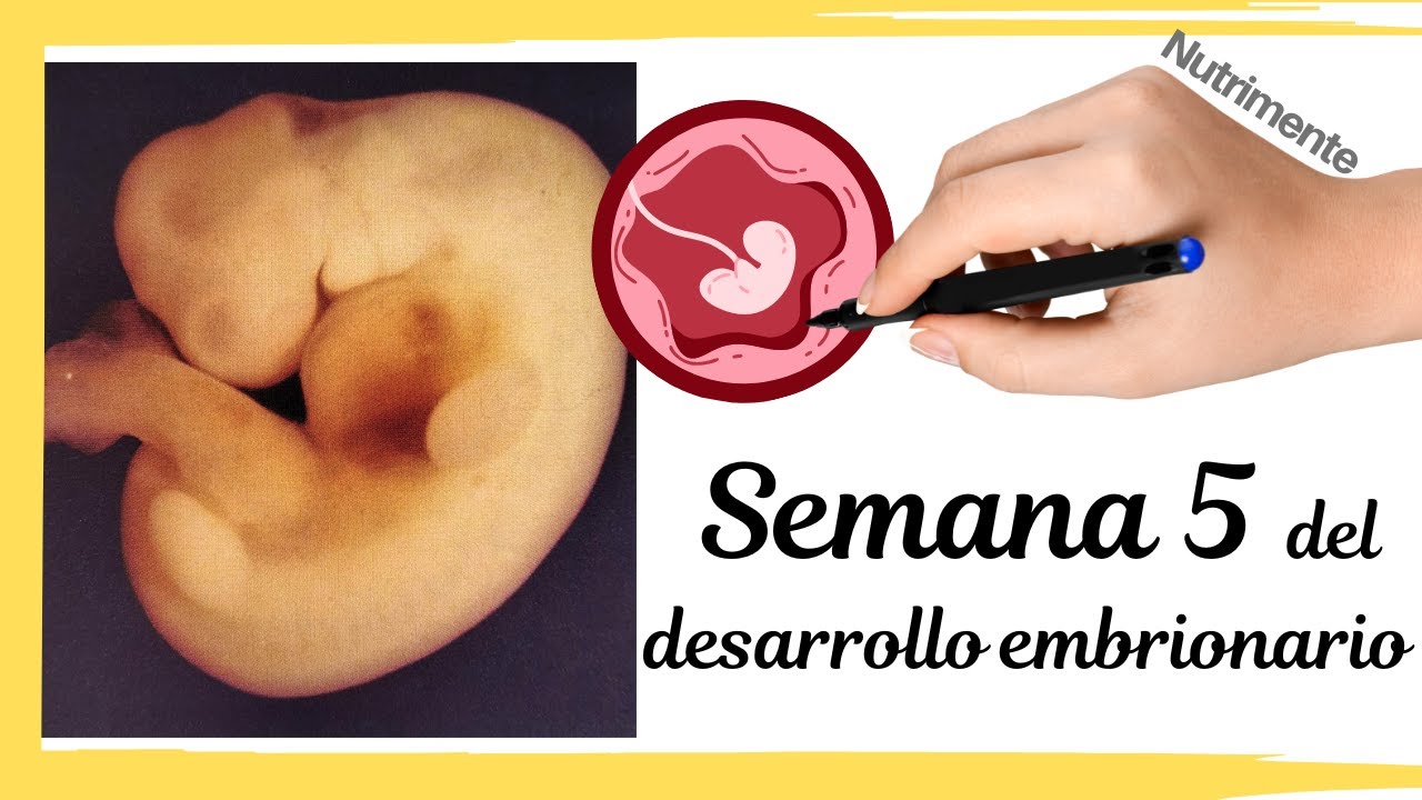 Quinta Semana Del Desarrollo Embrionario Humano o semana 7 desde FUM (Fecha.Última.Menstruación)