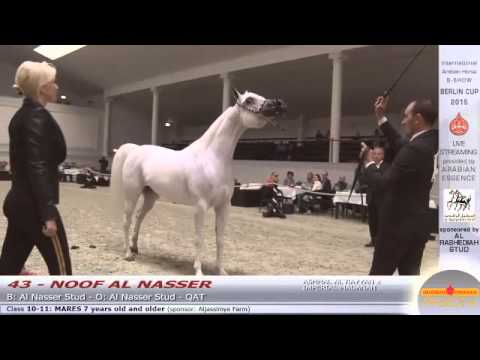 Berlin Cup Werder 2015 - Mares 7 years old and older (Class 10 - 11) - N.43 NOOF AL NASSER