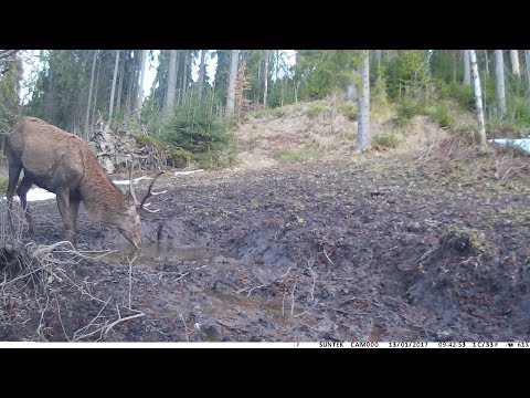 Młody byk jeszcze z porożem! 18.04.2019r