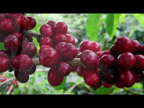 The Windflower Resort & Spa Coorg