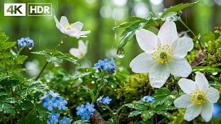 Great relaxing music🌿 Nature melodies help reduce stress, heal the soul, stop overthinking & Healing