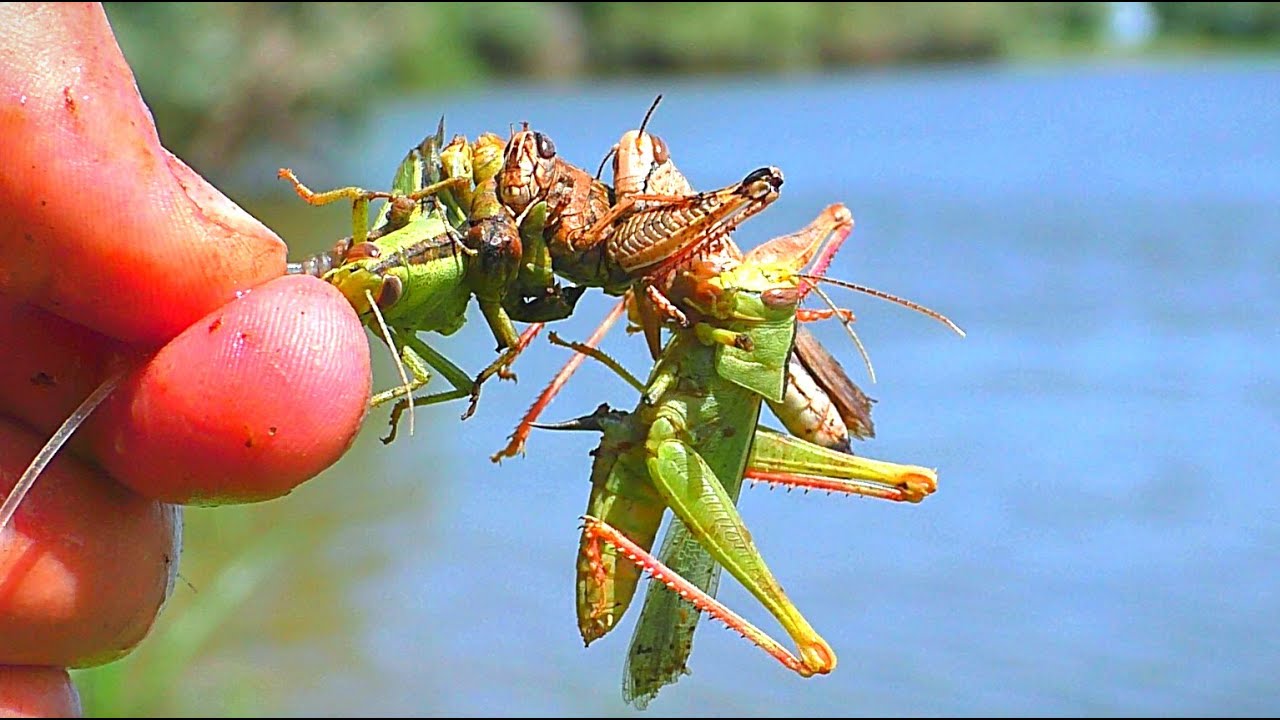 Рыбалка на закидушки. Ловля сома на саранчу.