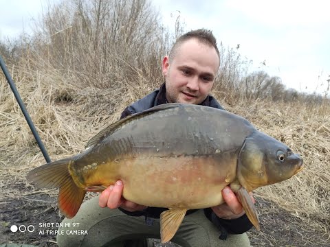 Carp on Dzierżne Duże in March