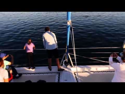 Blue Dolphin Marine Tours