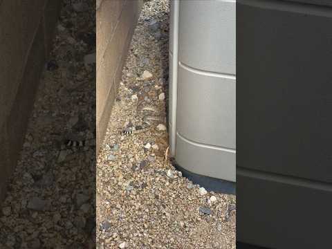 Rattlesnake surprise during a routine property inspection