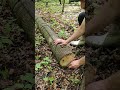 How To Move Around Heavy Logs By Hand