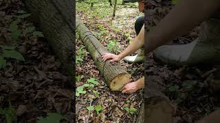 Download lagu How to move around heavy logs by hand 🪵 mp3 Download lagu How to move around heavy logs by hand 🪵 mp3