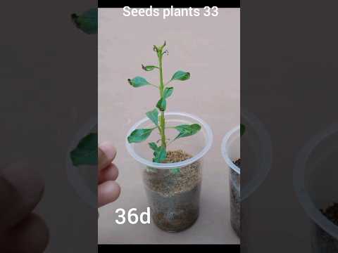 How to grow almond tree form seeds   50 days #seeds #tree #plants