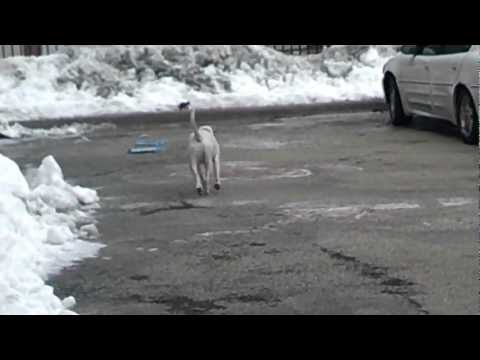 Ride along with Chicago Fire Department Engine 103 Freckles The Fire House Dog