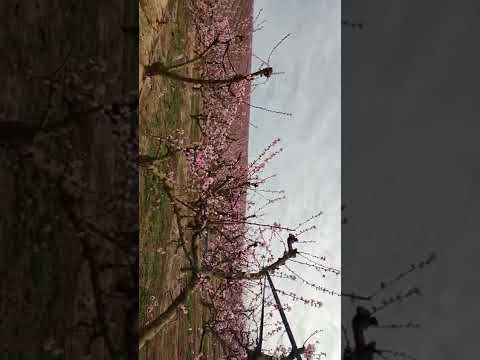 المزهرة شجرة الخوخ  رياح الجنوب تحملني الى ..Haifa Kareemah Albaraka22