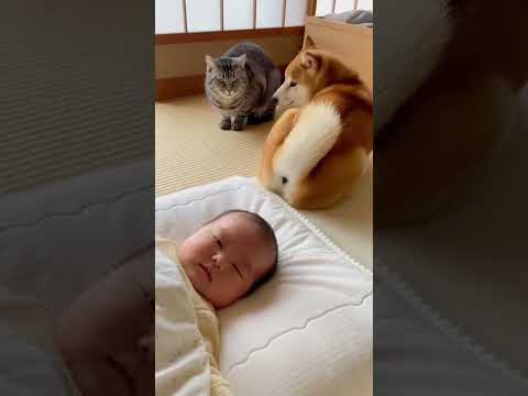 ｲｯﾇ、主砲を赤さんに向けて撃ってしまうもﾈｯｺにガツンとやられるｗｗｗ　#shorts