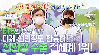 이제 선인장도 한류다! 선인장 수출 전세계 1위!!