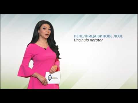 Zelena prognoza, 19.5.2017. - O stanju u zasadima vinove loze