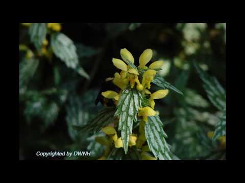 Eda Wage Sanda - by T.M.Jayarathna