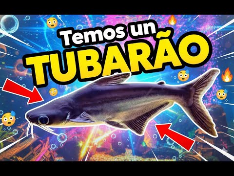 TEMOS UM TUBARÃO |  VÁRIOS PEIXES NO MINI AQUÁRIO