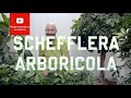 All you need to know about Schefflera Arboricola