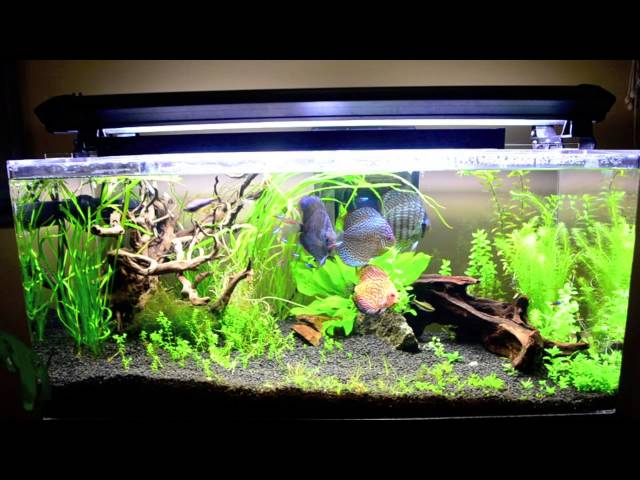 Planted Discus Tank