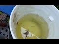 Multiple Buckets Filled with Water & Mosquitoes in Allentown, NJ