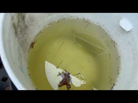 Multiple Buckets Filled with Water & Mosquitoes in Allentown, NJ