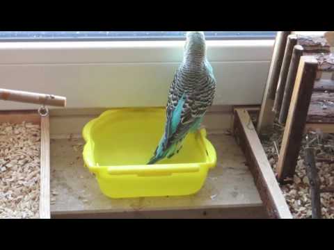 2016 04 02 Coco badet1