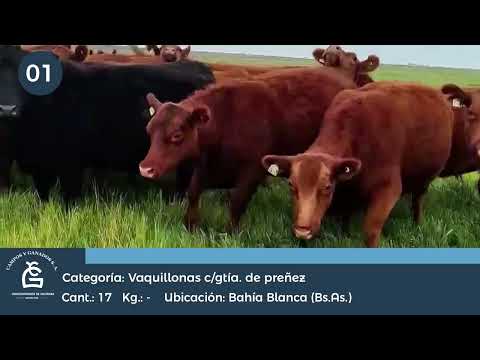 Lote VAQ CGP - BAHIA BLANCA BS AS