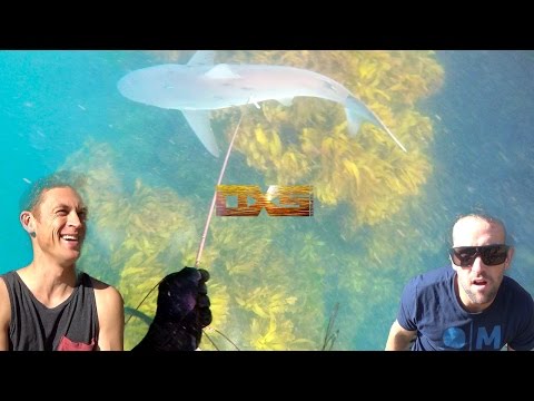 Shark Tax At Leigh New Zealand - A First Timers Recap