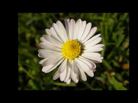 Cvetovi na naših vrtovih