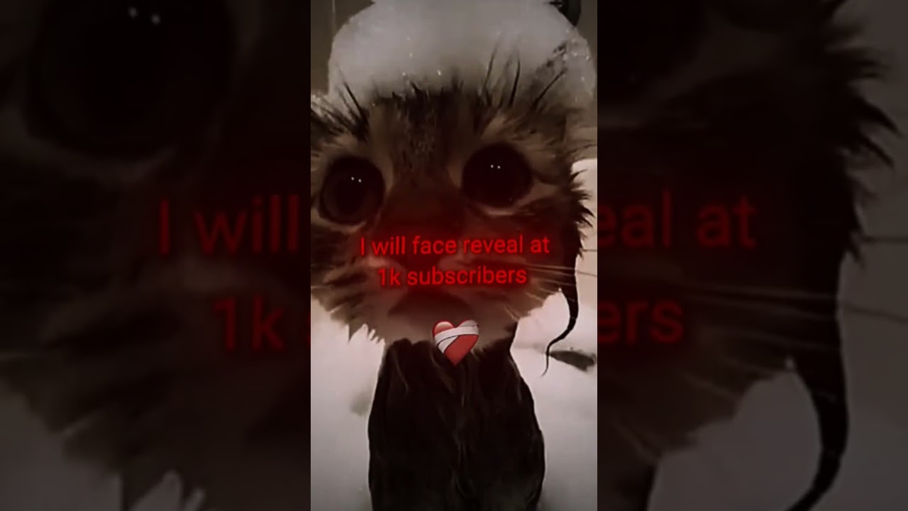 Let's make a deal.... #cat #funnyvideo #funny #meme #edit #funk #funnycats