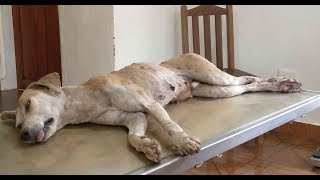 Found at the Turntable - Hit by car